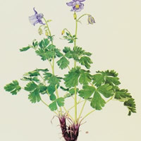 Aquilegia nuragica unspecified picture