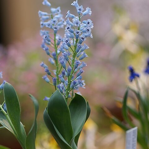 Hyacinthella acutiloba unspecified picture