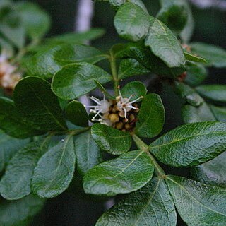 Hippobromus pauciflorus unspecified picture