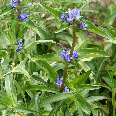 Gentiana decumbens unspecified picture