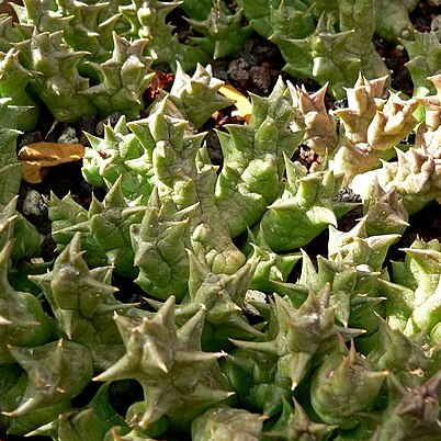 Orbea namaquensis unspecified picture