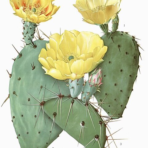 Opuntia atrispina unspecified picture