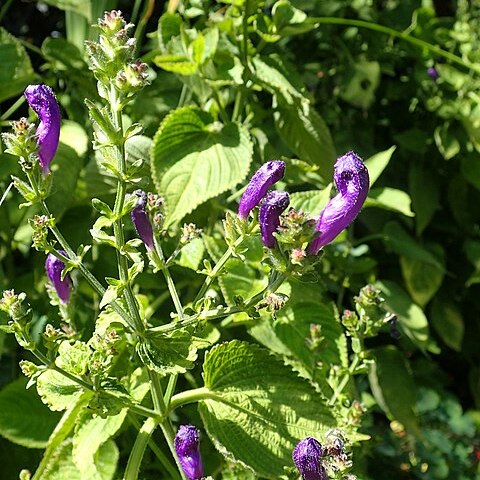 Strobilanthes larium unspecified picture