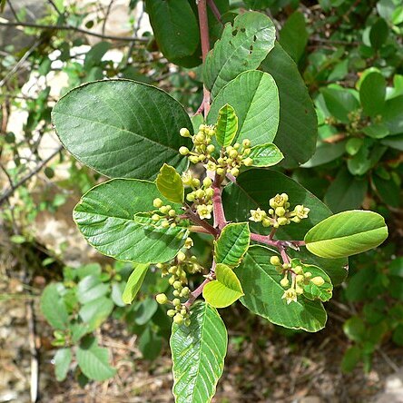 Frangula betulifolia unspecified picture