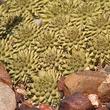 Euphorbia susannae unspecified picture