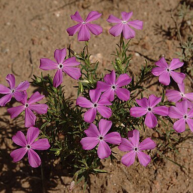 Phlox nana unspecified picture