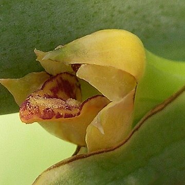 Maxillaria valenzuelana unspecified picture