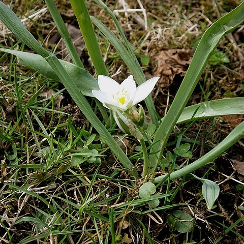 Ornithogalum balansae unspecified picture