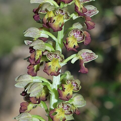 Orchis punctulata unspecified picture