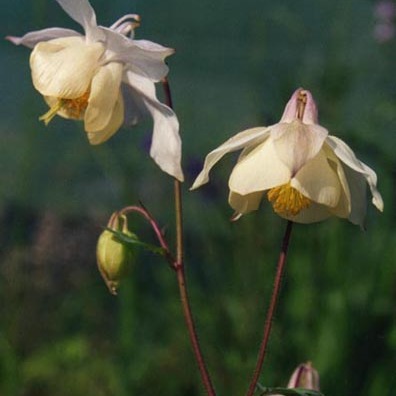 Aquilegia fragrans unspecified picture