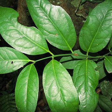 Austrobaileya scandens unspecified picture