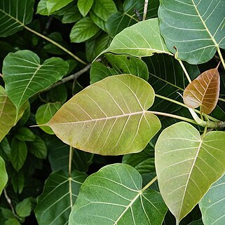 Ficus arnottiana unspecified picture