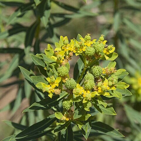 Euphorbia bivonae unspecified picture