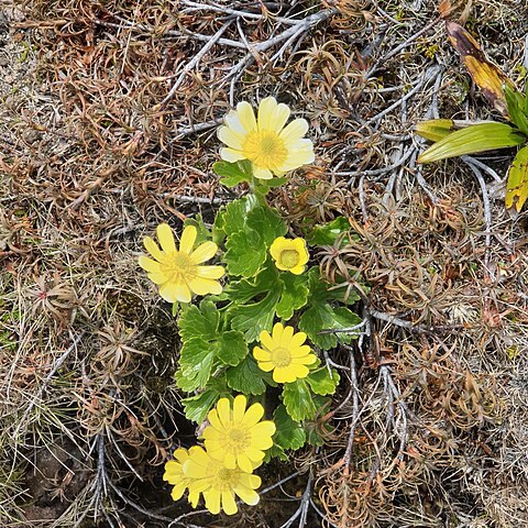 Ranunculus nivicola unspecified picture