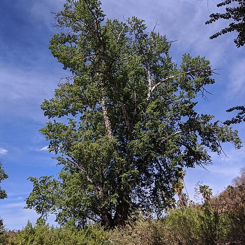 Populus brandegeei unspecified picture