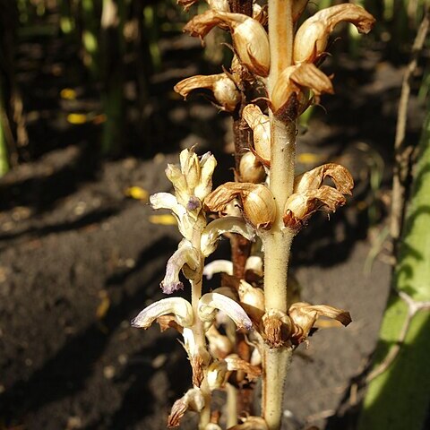 Orobanche cumana unspecified picture