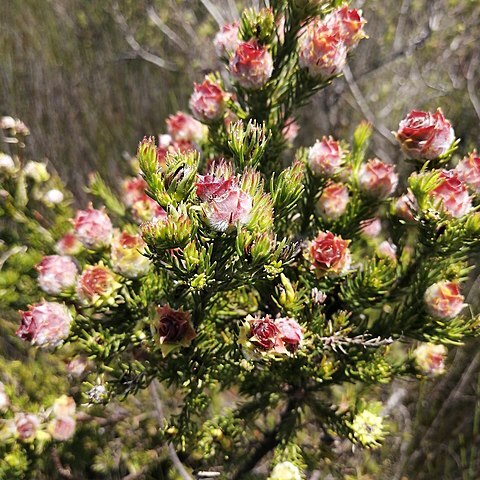 Leucadendron laxum unspecified picture