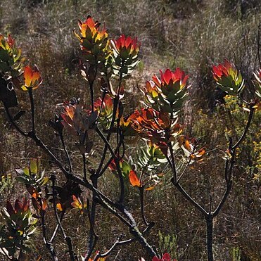 Leucadendron barkerae unspecified picture