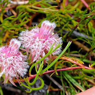 Serruria stellata unspecified picture