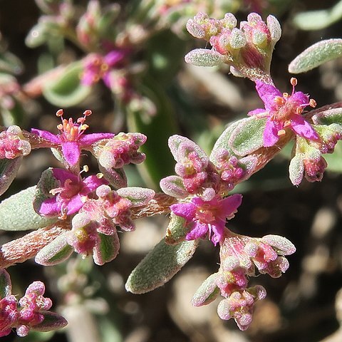 Aizoon sarcophyllum unspecified picture