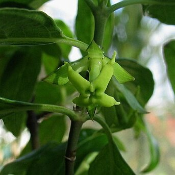 Kadua acuminata unspecified picture