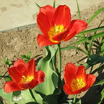 Tulipa vvedenskyi unspecified picture