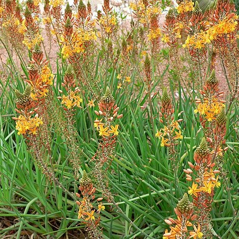 Bulbine unspecified picture