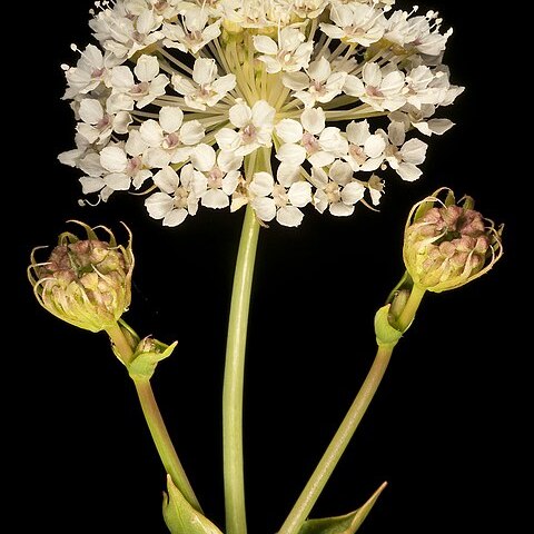 Trachymene oleracea unspecified picture