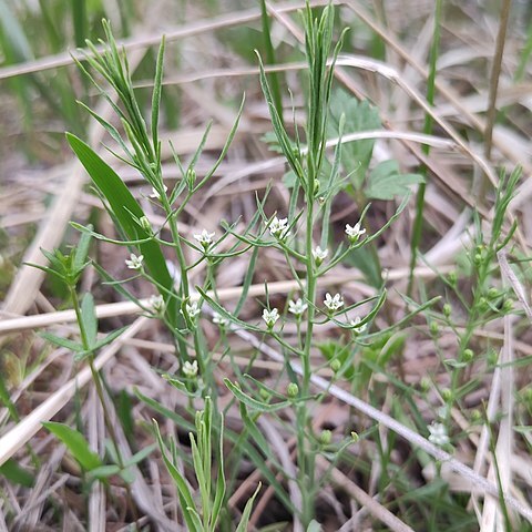 Thesium repens unspecified picture