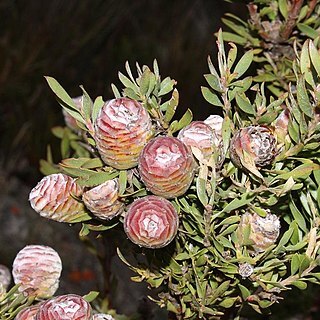 Leucadendron rourkei unspecified picture