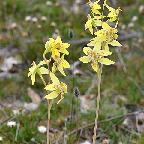 Thelymitra villosa unspecified picture