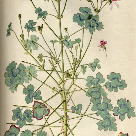 Pelargonium tabulare l'hér. unspecified picture