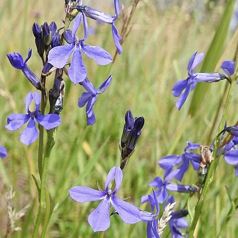 Lobelia anatina unspecified picture