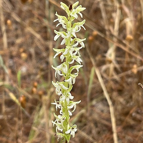 Platanthera yadonii unspecified picture