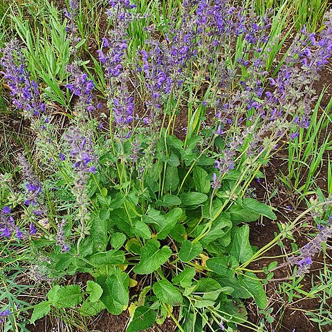 Salvia dumetorum unspecified picture