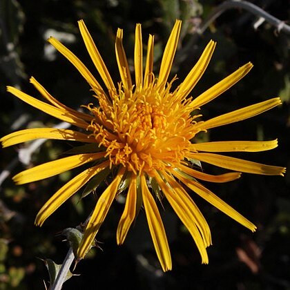 Berkheya fruticosa unspecified picture