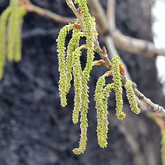 Populus tomentosa unspecified picture