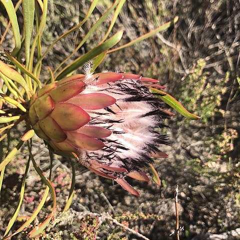 Protea pudens unspecified picture