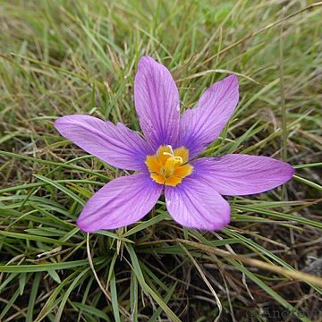 Syringodea bifucata unspecified picture