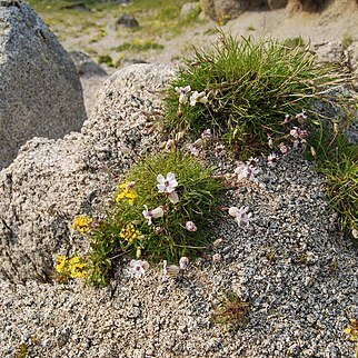 Silene stenophylla unspecified picture