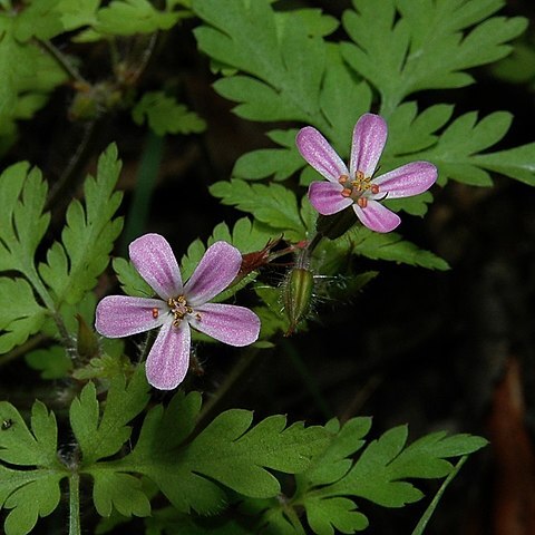 Geraniaceae unspecified picture