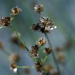 Juncus canadensis unspecified picture