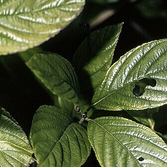 Rhamnus alnifolia l'hér. unspecified picture