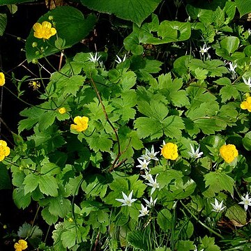 Ranunculus cappadocicus unspecified picture