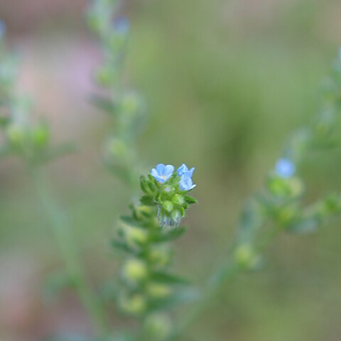 Hackelia floribunda unspecified picture