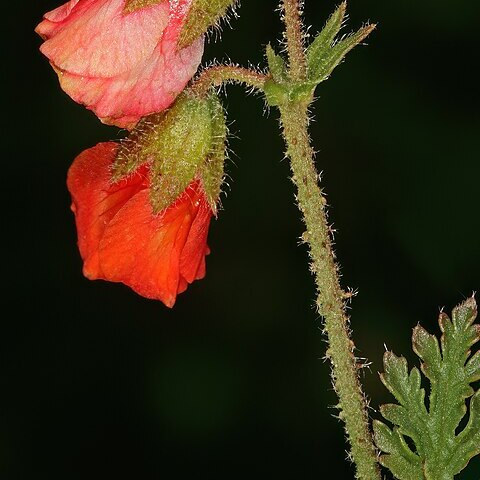 Hermannia diffusa unspecified picture