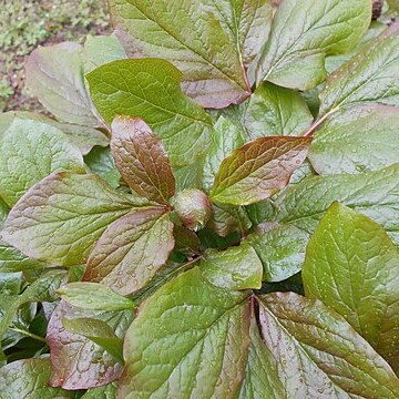 Paeonia daurica subsp. macrophylla unspecified picture