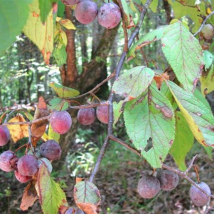 Prunus mexicana unspecified picture