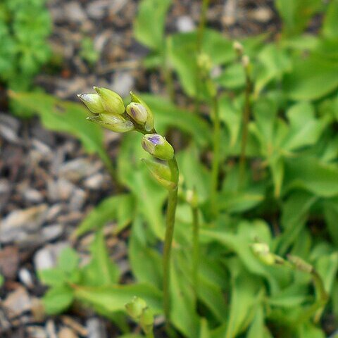 Hosta minor unspecified picture