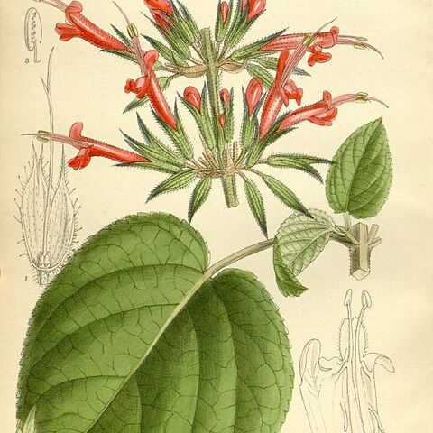 Salvia longistyla unspecified picture